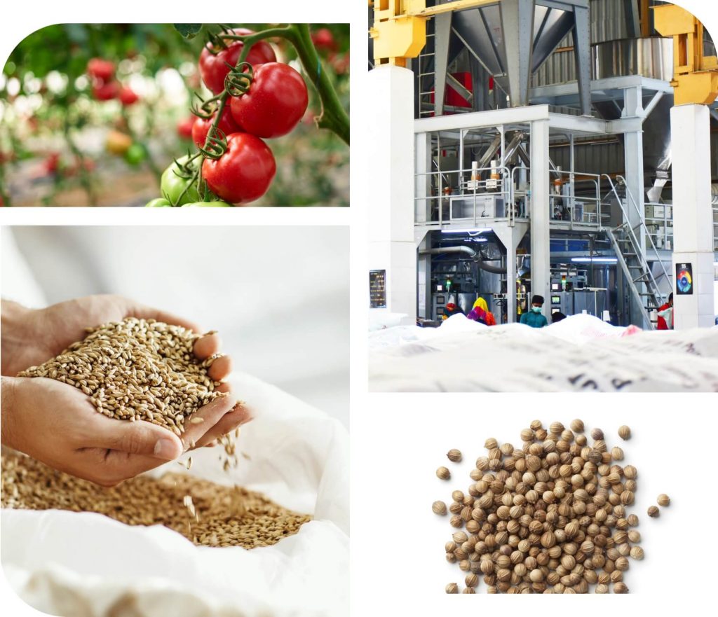 Seed Processing & Packing